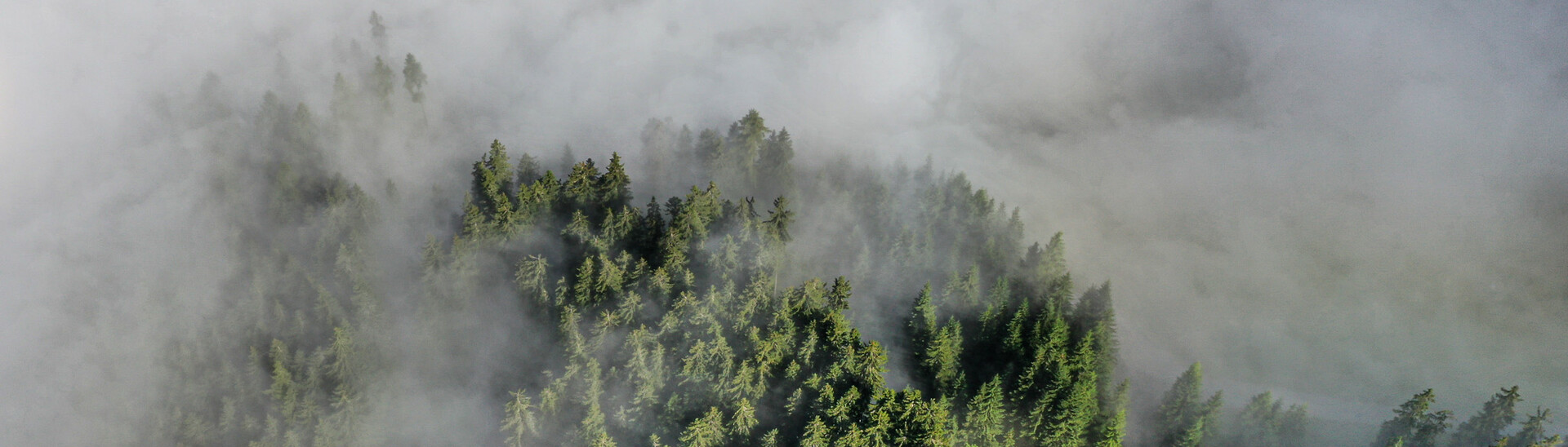 Panoramic shot over a green, misty forest